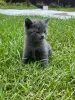 Шотландские вислоухие котята