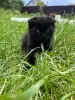 Шотландские вислоухие котята