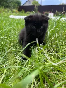 Шотландские вислоухие котята