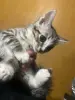 Котята в дар