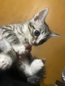 Котята в дар