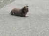 Щенок чихуахуа