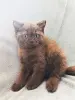 Котята Скоттиш-страйт