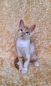 Очаровательный котик