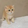 Кукольная шотландская девочка