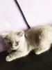 Котята Скоттиш-страйт