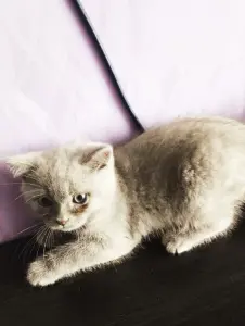 Котята Скоттиш-страйт