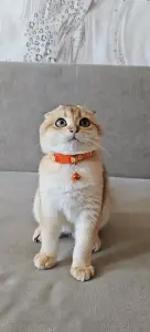Шотландский вислоухий мальчик