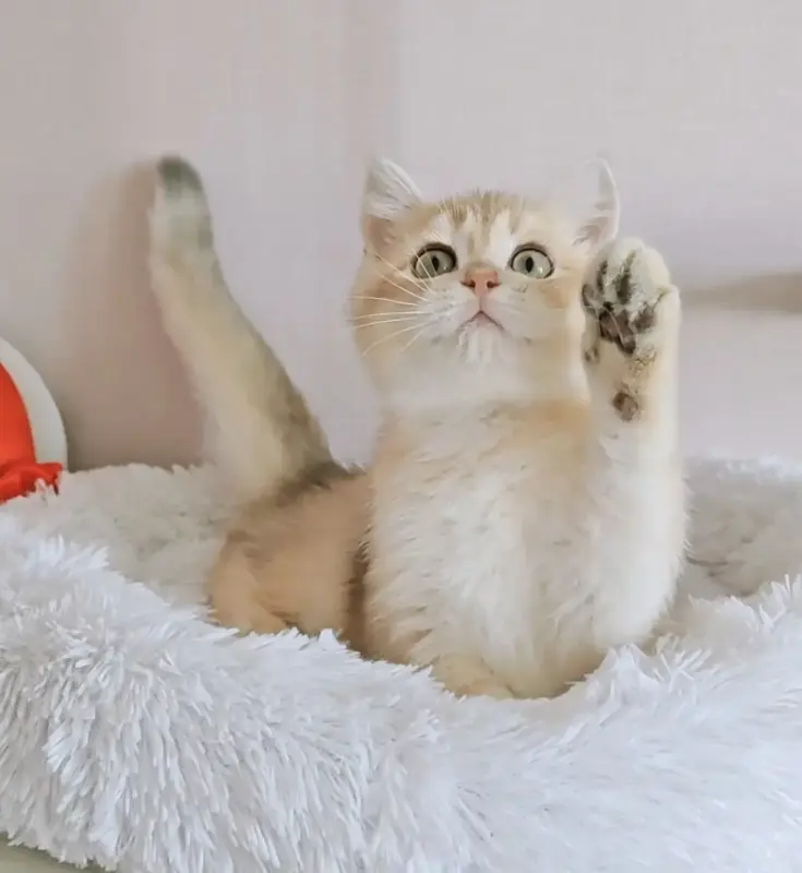 Шотландский прямоухий мальчик
