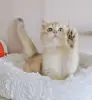 Шотландский прямоухий мальчик