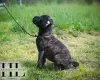 Бульмастиф щенок из племенного питомника