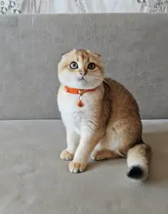 Шотландский вислоухий мальчик