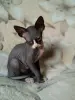Сфинксики