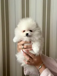 Померанский шпиц