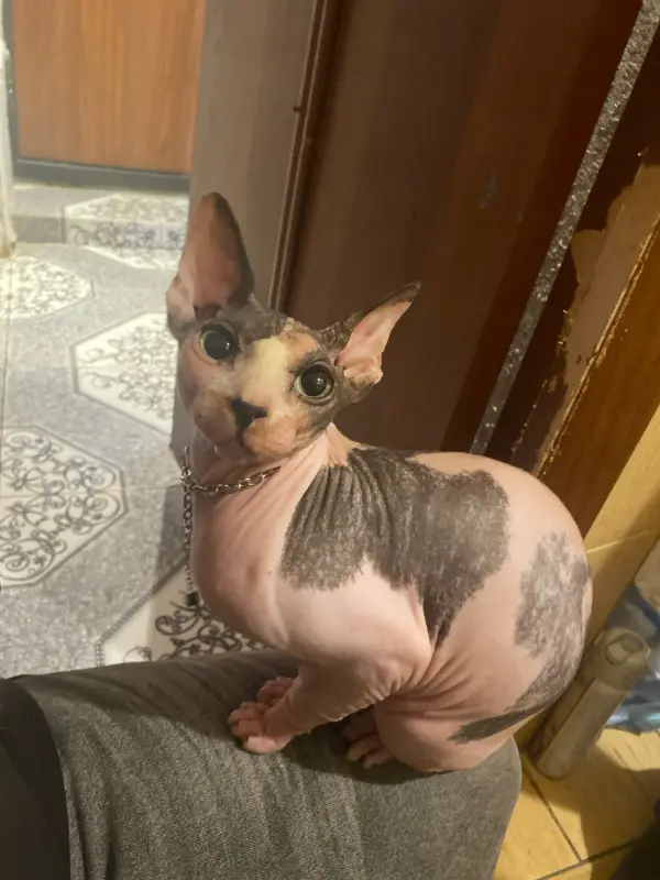 Домашние животные