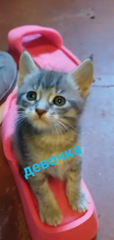 Котята
