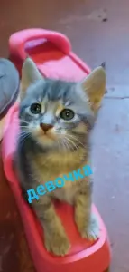 Котята