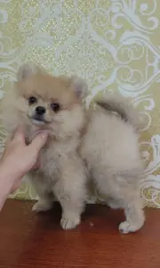 Мальчик померанского шпица