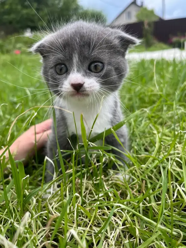 Шотландские вислоухие котята