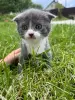 Шотландские вислоухие котята