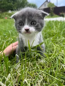 Шотландские вислоухие котята