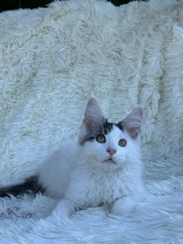 Мейн-Кун котята