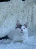 Мейн-Кун котята