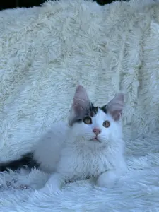 Мейн-Кун котята