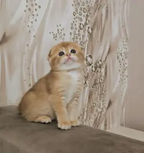 Шотландский вислоухий мальчик