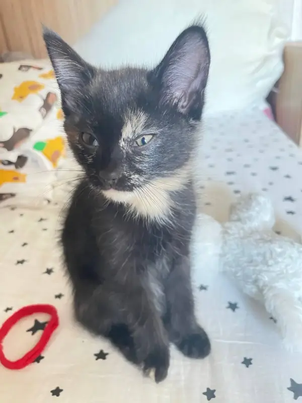 Кошки - Котята в добрые руки - Вся Беларусь - Фото 4 Котята в добрые руки - Вся Беларусь - 212445 - Доска объявлений Kupika.by - Фото 4