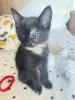Кошки - Котята в добрые руки - Вся Беларусь - Фото 4 Котята в добрые руки - Вся Беларусь - 212445 - Доска объявлений Kupika.by - Фото 4