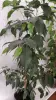 Фикусы разные 