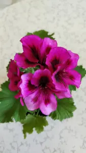 Королевская цветущая герань