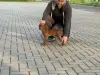 Щенок цвергпинчера
