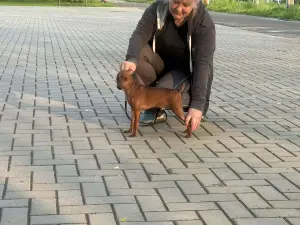 Щенок цвергпинчера
