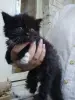 Миленькая кошечка ищет ДОМ