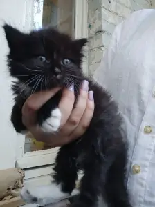 Миленькая кошечка ищет ДОМ