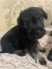 щенки цвергшнауцера
