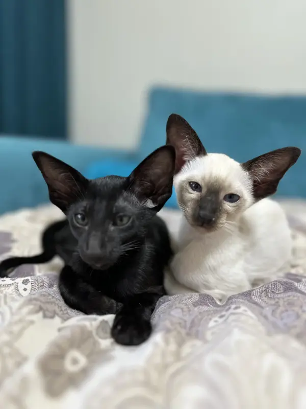 Ориентальные котята