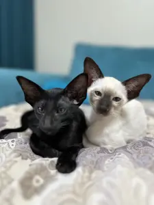 Ориентальные котята