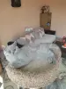Британский котенок
