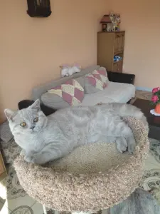 Британский котенок