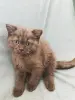 Котята Скоттиш-страйт