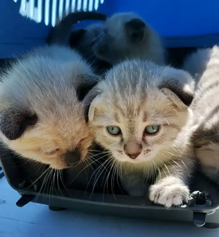 Котята