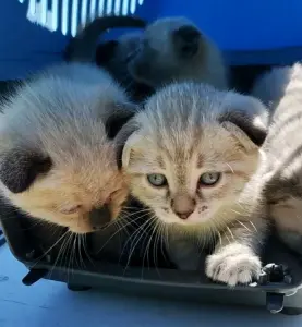 Котята