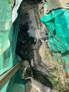 отдаем 5 котят