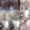 Щенок самоедская лайка