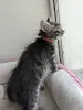 котята