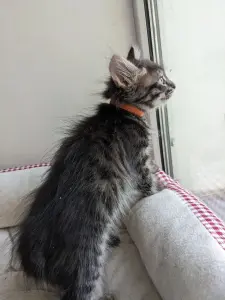 котята