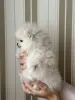 Померанский шпиц